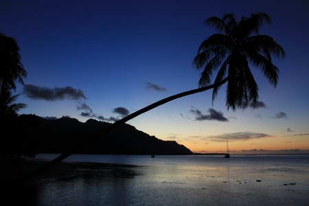 Sunset and palmの写真素材