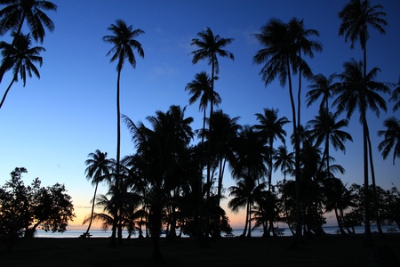 Sunset and palmsの写真素材