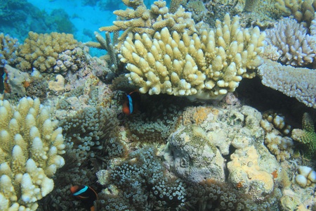 Coral reefの写真素材