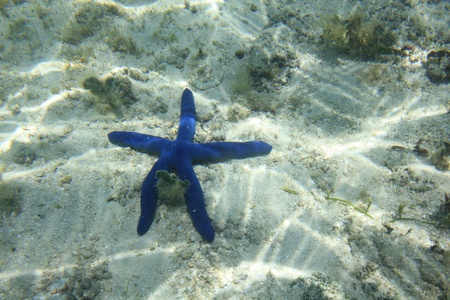 Blue sea starの写真素材