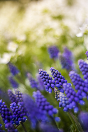 Beautiful purple flower with nice bokeh.の写真素材