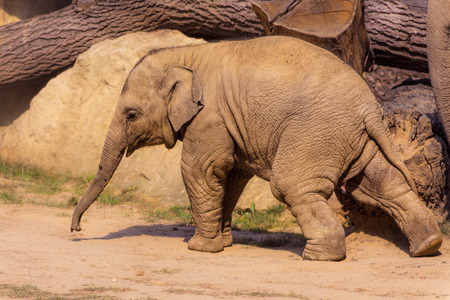 Baby cute elephant cherrfully walking in summer.の写真素材