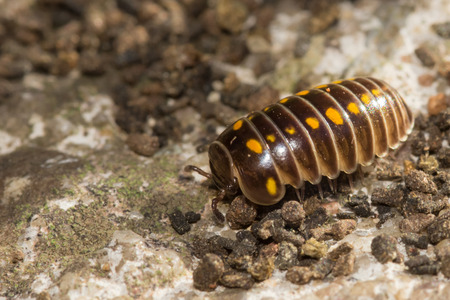 Armadillidium vulgare or pill bug under a stone