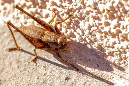A cricket on a sunny wall with nice shadow ready to jump.の写真素材