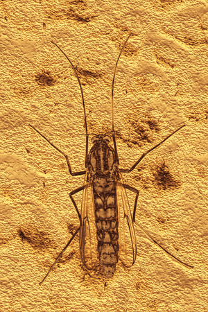 Background of mosquito fossil, 3D texture illustration.の写真素材