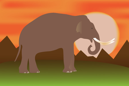 Elephant at sunsetのイラスト素材