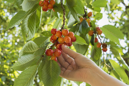 Woman hand picking  juicy cherry in summer.の写真素材