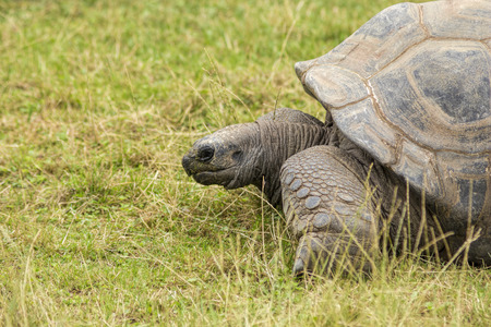 Turtoise, Dipsochelys Gigantean, beautiful long-lived endangered animal.の写真素材