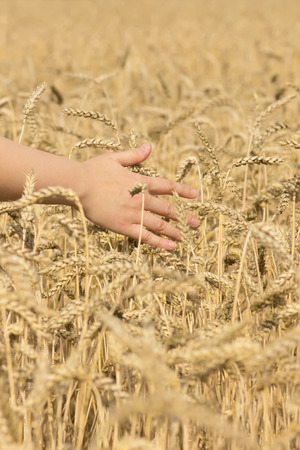 Female hand touching ripe corn. Concept of sustainable lifestyle and clean environment.の写真素材