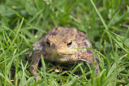 Closeup of beautiful frog hiding in green grass and looking into the camera.の写真素材