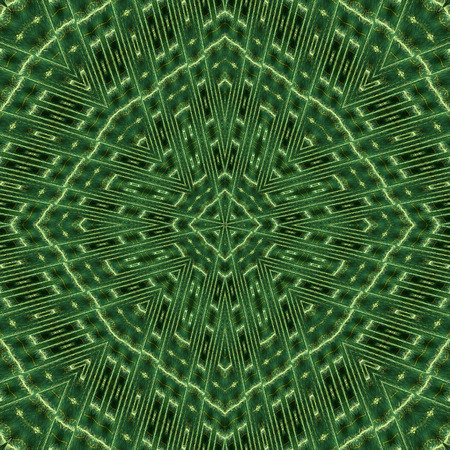 Seamless wallpaper tiles or pattern based on picture of cactus with big prickles