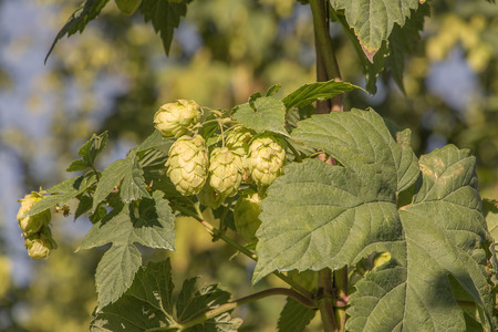 Ripe Czech quality hops.