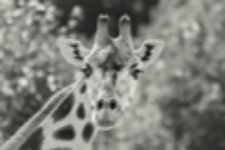 Animal, giraffe portrait, abstract vector low poly background in black and whiteのイラスト素材