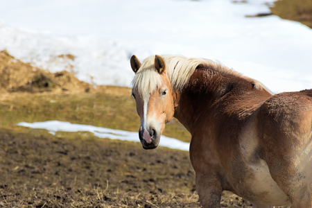 Beautiful horse portrait in early springの写真素材