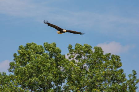 Eagle, Haliaeetus leucocephalus, flying over green nature.の写真素材