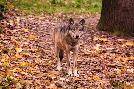 Wolf in autumn forest, wildernessの写真素材