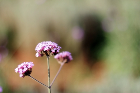 Flowerの写真素材