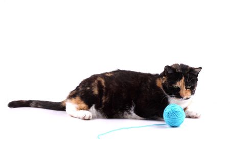 cat with a woolの写真素材