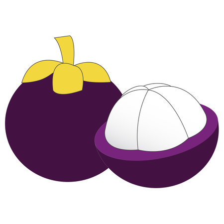 Southeast Asia tropical fruit isolated in whiteのイラスト素材