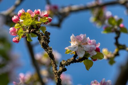 appletree branch blue sky sunny dayの写真素材