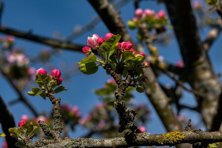 appletree branch blue sky sunny dayの写真素材