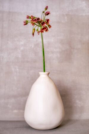 Vase with kalanchoeの写真素材