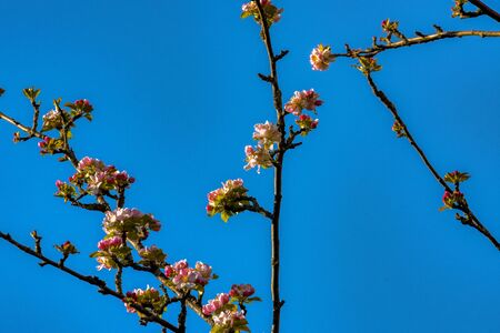 appletree branch blue sky sunny dayの写真素材