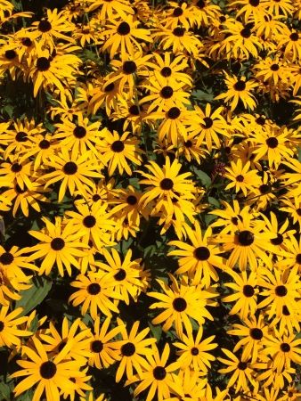 Flowers at my lake house の素材
