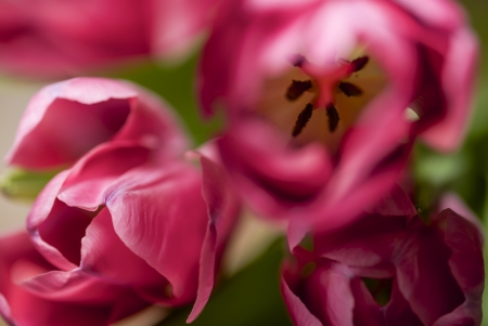 tulip blossoms in pinkの写真素材