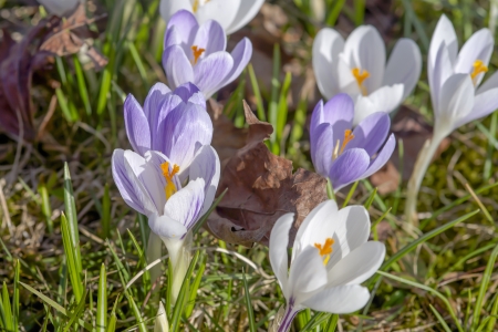 white and violet crocus on meadowの写真素材