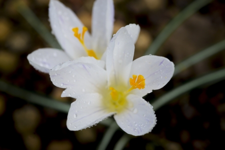 white crocus after rain with water dropsの写真素材