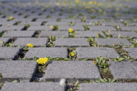 a lot of dandelions in a parking lotの写真素材