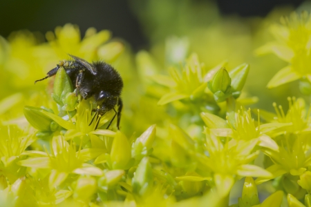 macro capture of a bumblebee collecting pollen in yellow blossomsの写真素材