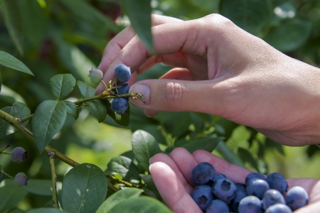 woman picking blueberries in summerの写真素材
