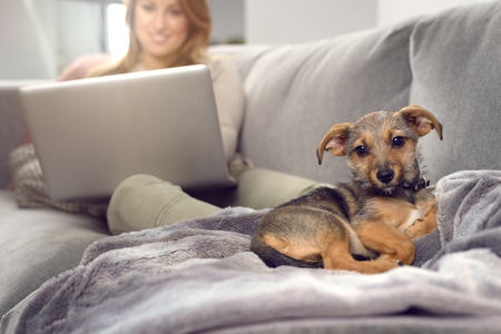 Little puppy dog laying over blanket on couch looking away with its owner woman with laptop blurred in background. Copy spaceの写真素材