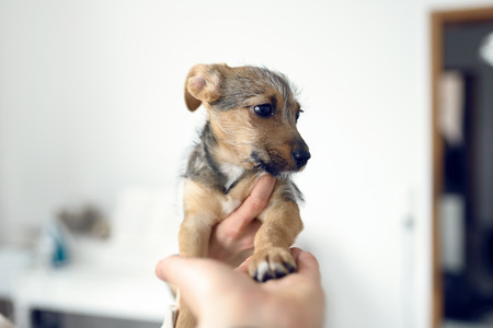 Close-up shot of little puppy of light red fur being held in female hands against white wall blurred in backgroundの写真素材