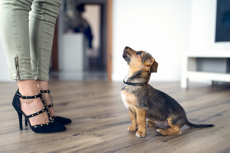 Low angle view of a cute loving little dog sitting on a wood floor indoors staring up at its female owner who is wearing stylish high heeled shoesの写真素材
