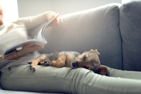 Puppy sleeping on owner laps, while unrecognizable woman in light jeans reading magazine laying on couch at homeの写真素材