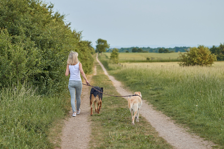 Young blond woman walking away from the camera with her two dogs along a farm track through agricultural fieldsの写真素材