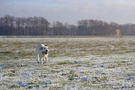 Young yellow labrador retriever running towards the camera bringing back a dummy training toolの写真素材