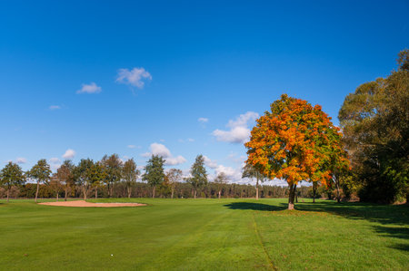 Fairway with a sand bunker and a vibrant autumn tree with orange and green leaves under a clear blue sky. The scene shows bright sunlight, green grass, and a calm outdoor atmosphere.の写真素材