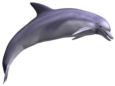 Leaping Dolphin Isolated on whiteの写真素材