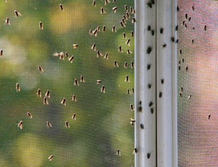 Grimy houseflies congregating on a screenの写真素材