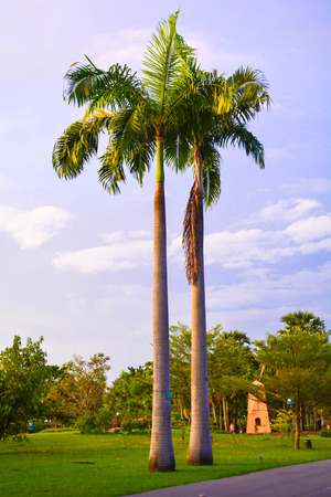 coconutの写真素材