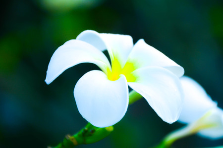 flower in gardenの写真素材