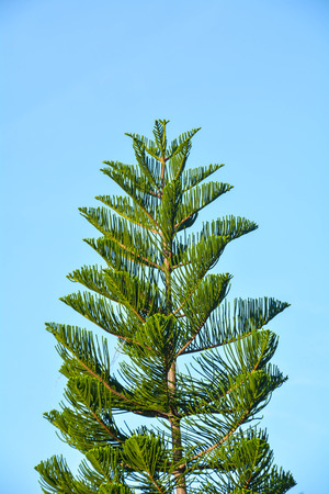 green treeの写真素材