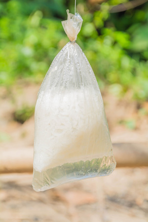 rice of survival blur backgroundの写真素材
