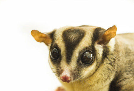 sugar glider selective focus eyes