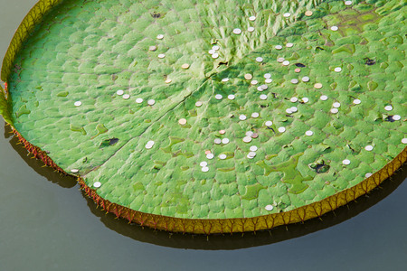 victoria waterlilyの写真素材