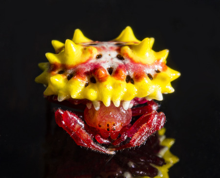 spiny orb weaver and blur white cobweb macro lensの写真素材